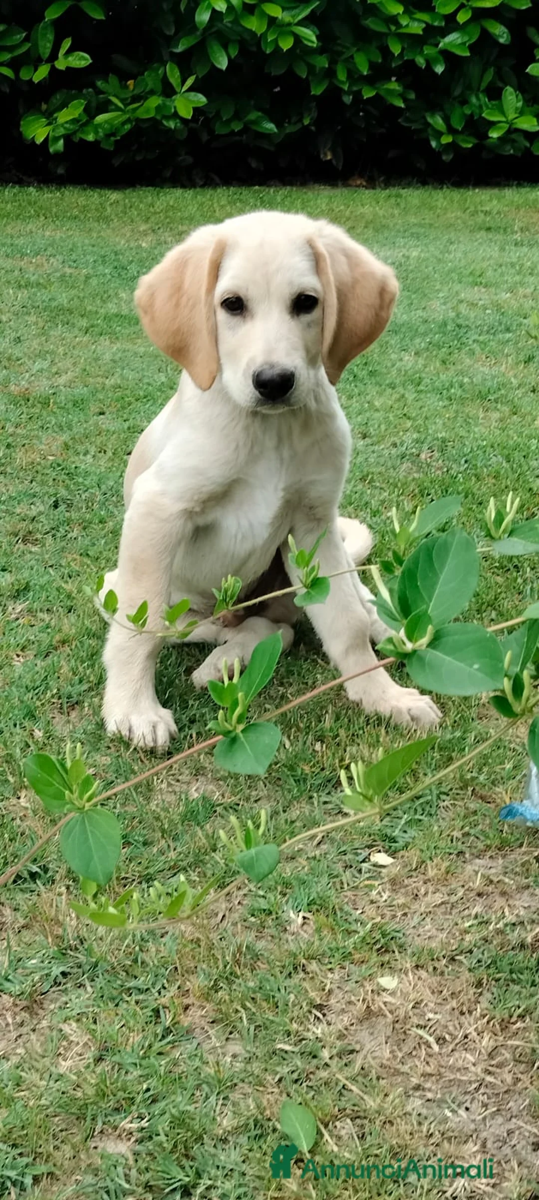 Meticcio cani in regalo: Tommy - Annuncio 4