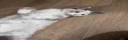 Ragdoll gatti in vendita: Gattina Ragdoll a Città metropolitana di Roma Capitale - Annuncio 3