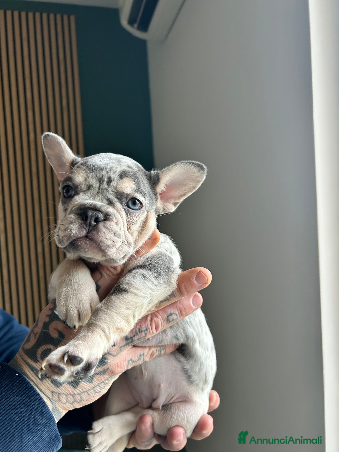 Bulldog Francese cani in vendita: Cuccioli di bulldog  - Annuncio 5