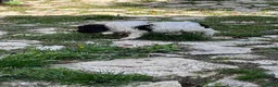 Lagotto cani in vendita: Cuccioli di Lagotto Romagnolo a Provincia dell'Aquila - Annuncio 5