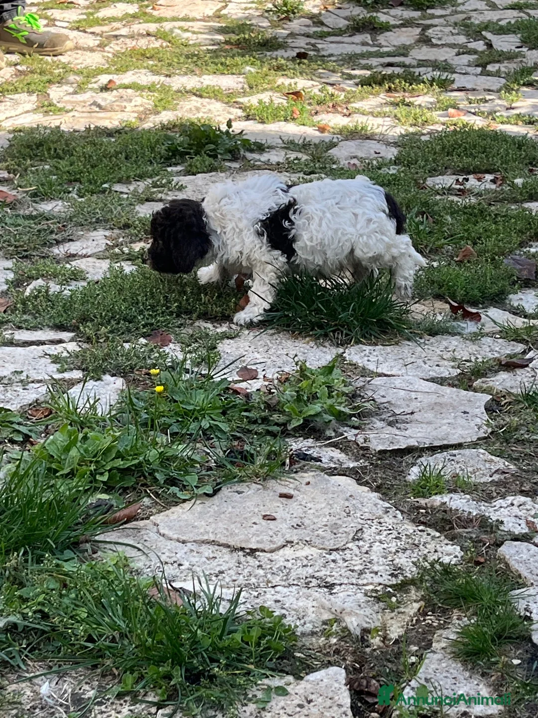 Lagotto cani in vendita: Cuccioli di Lagotto Romagnolo a Provincia dell'Aquila - Annuncio 5