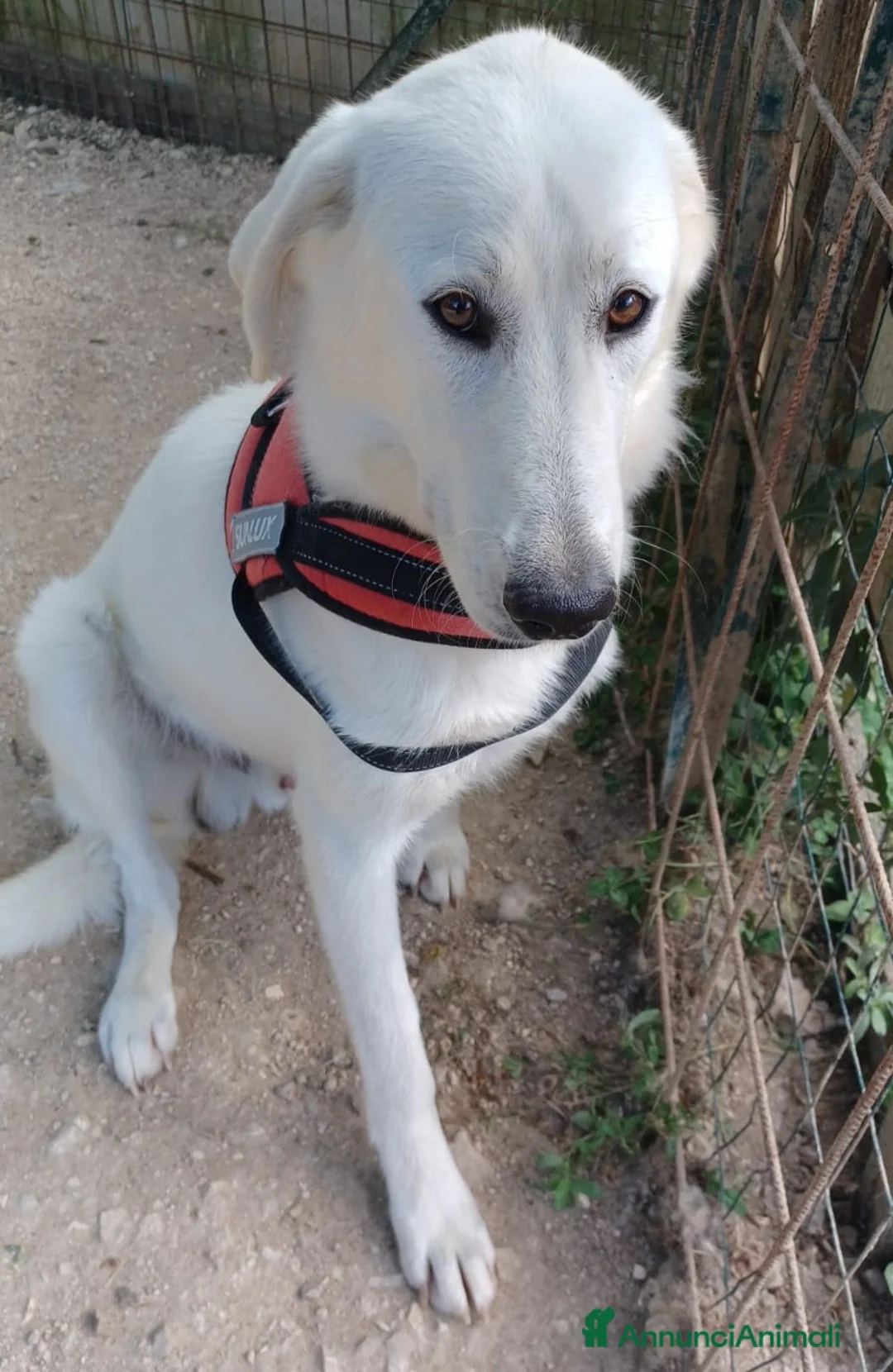 Meticcio cani in regalo: DEMYR ASPETTA TE a Città metropolitana di Roma Capitale - Annuncio 1