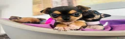 Chihuahua cani in vendita: Cuccioli Chihuahua  - Annuncio 4