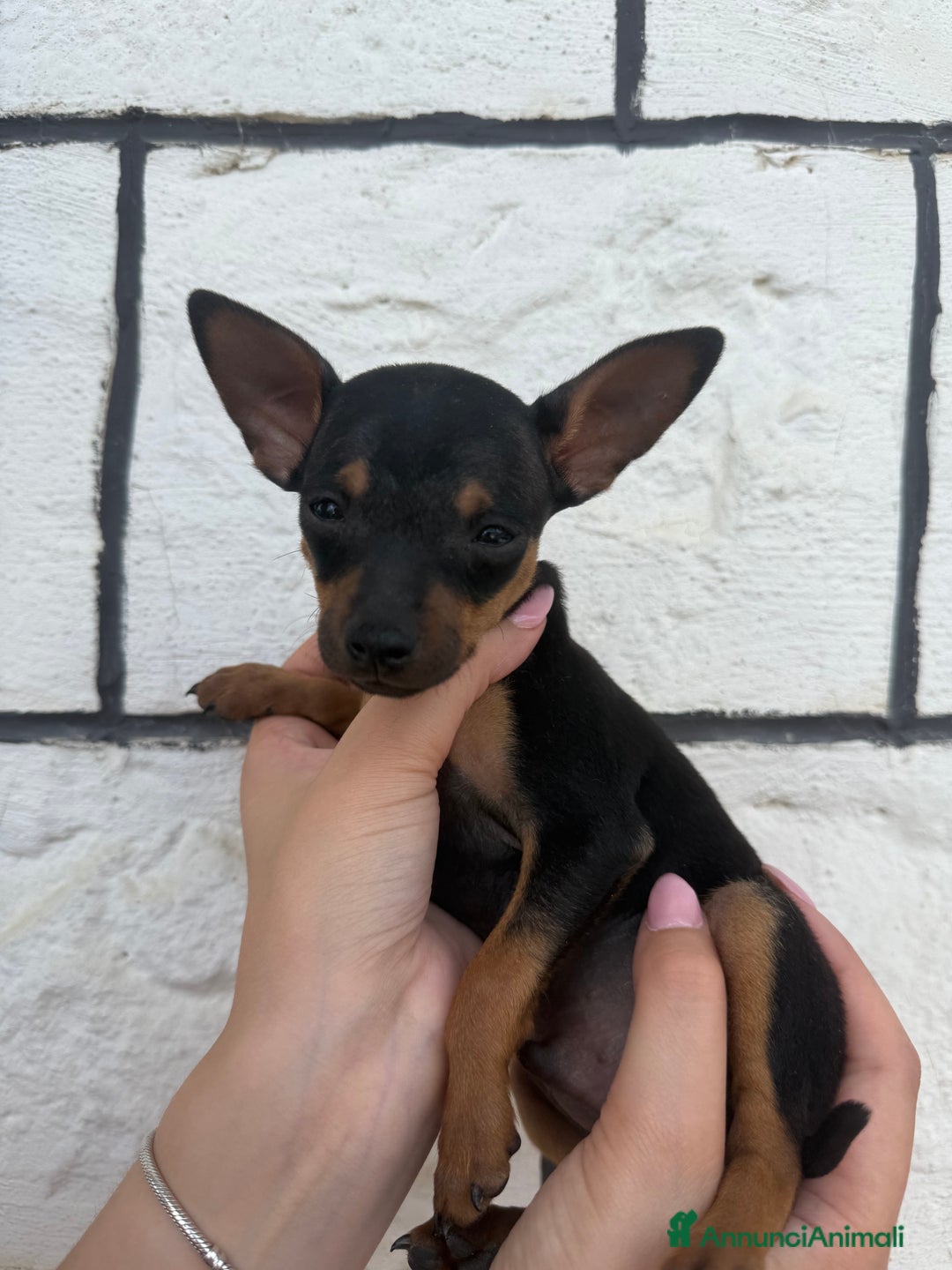 Pinscher Miniatura cani in vendita: Pinscher Toy piccolissimi  a Provincia di Siena - Immagine 2