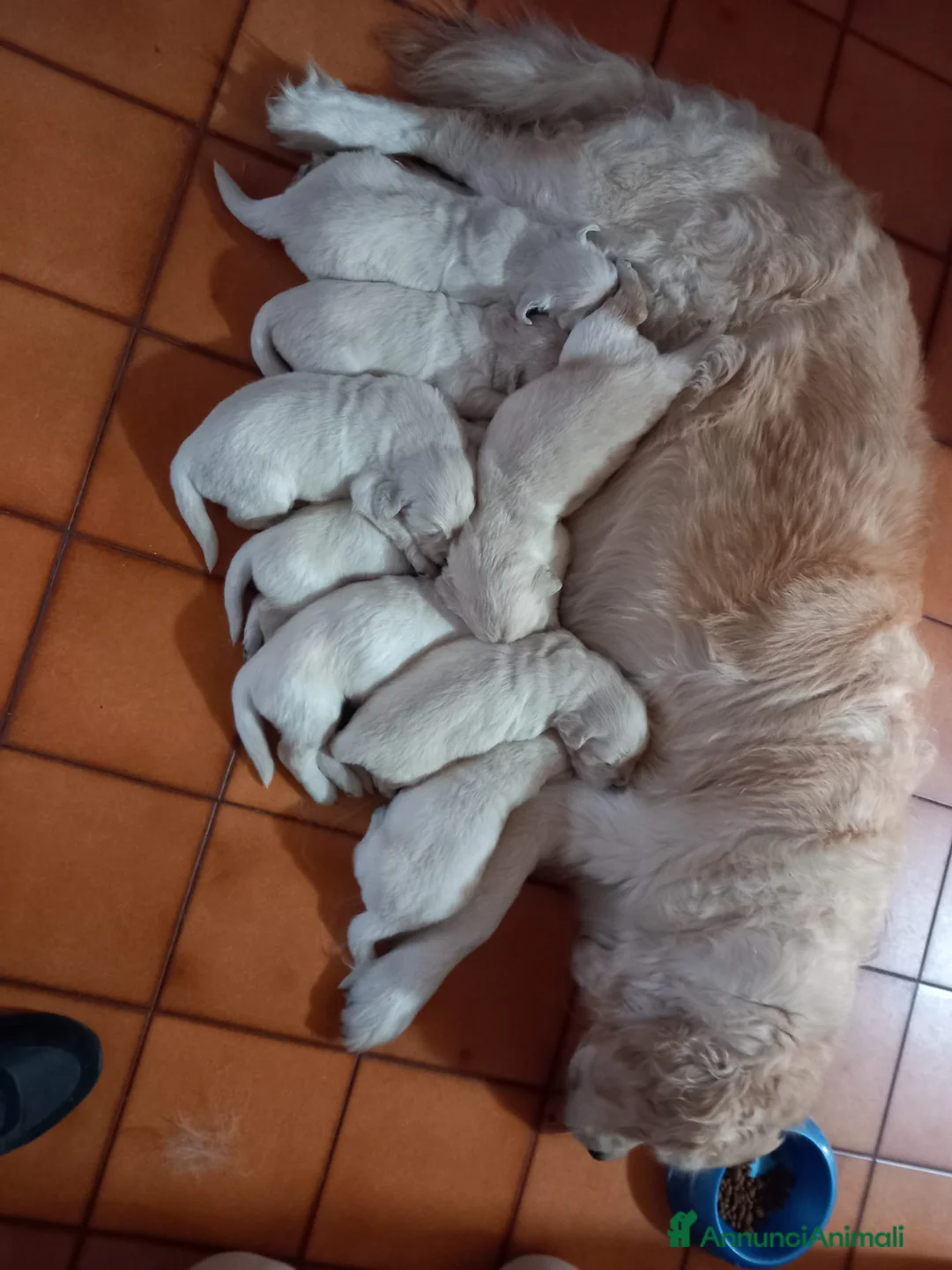 Golden Retriever cani in vendita: Vendo cuccioli - Annuncio 1