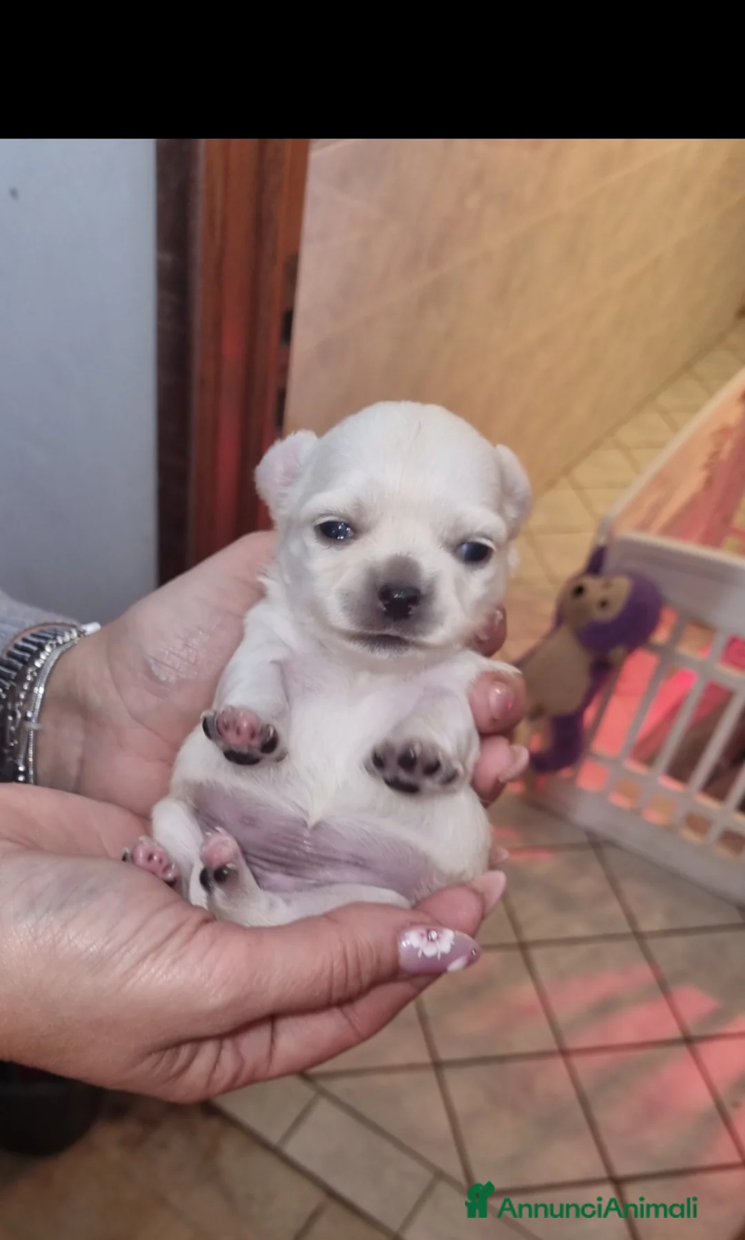 Chihuahua cani in vendita: Cuccioli di chihuahua toy  - Annuncio 1