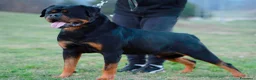 Rottweiler cani in vendita: Cuccioli figli di genitori Selezionati e Campioni  - Annuncio 4