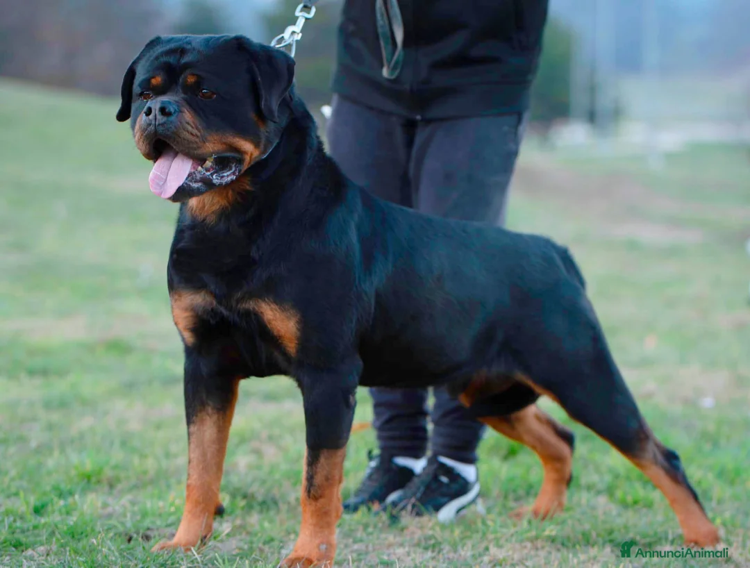 Rottweiler cani in vendita: Cuccioli figli di genitori Selezionati e Campioni  - Annuncio 4