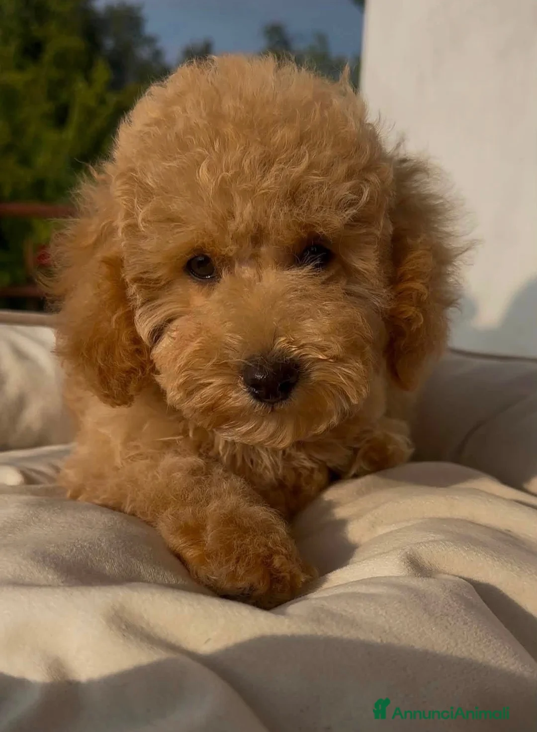 Barboncino cani in vendita: Barboncino ❤️ disponibile da subito  - Annuncio 2