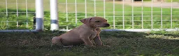 Pitbull cani in vendita: Cuccioli Pit Bull con Pedigree anche a rate - Annuncio 21