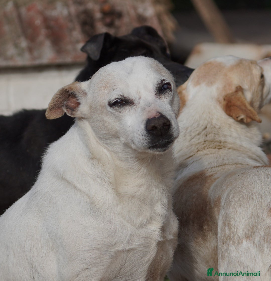 Meticcio cani in regalo: GINO detto il “chiacchierino” in adozione a Provincia di Latina - Annuncio 3