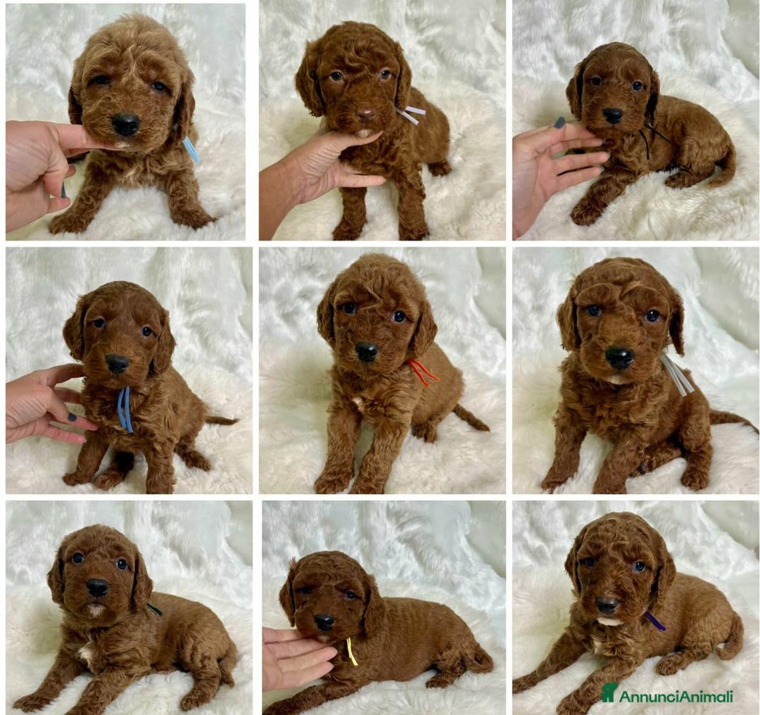 Golden Retriever cani in vendita: Australian Golden DoubleDoodle - Annuncio 6