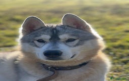 Husky cani per accoppiamento: Splendido Siberian Husky per accoppiamento a Provincia di Cuneo - Immagine 5