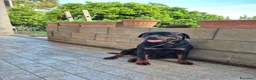 Rottweiler cani in vendita: Vendo cuccioli di Rottweiler - Annuncio 2