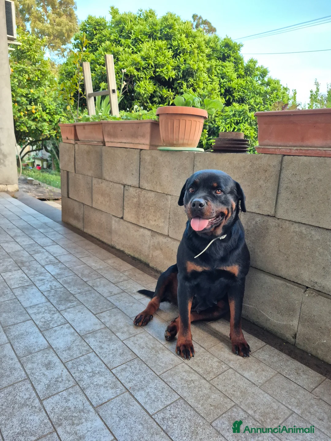 Rottweiler cani in vendita: Vendo cuccioli di Rottweiler - Annuncio 2
