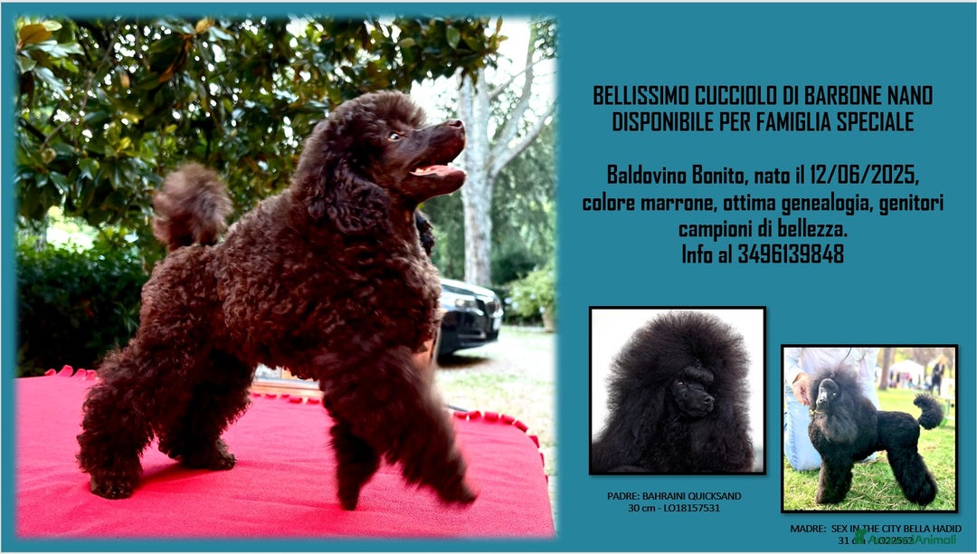 Barbone cani in vendita: CUCCIOLI DI BARBONE TOY/NANO - Annuncio 4