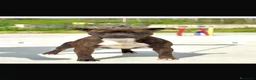Staffordshire cani in vendita: Cuccioli Staffordshire Bull Terrier - Annuncio 4