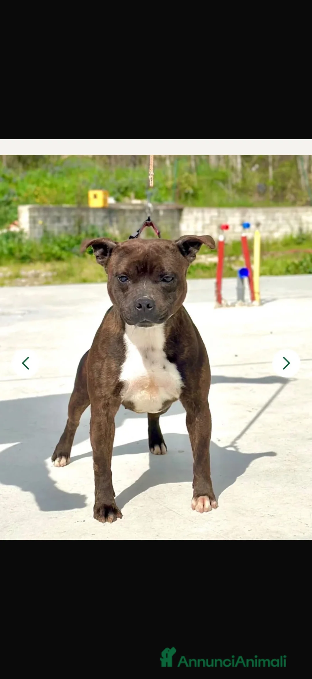 Staffordshire cani in vendita: Cuccioli Staffordshire Bull Terrier - Annuncio 4