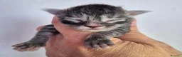 Maine Coon gatti in vendita: 5 splendide creature - Annuncio 9