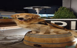 Golden Retriever cani per accoppiamento: Golden retriever maschio per accoppiamento  a Città metropolitana di Roma Capitale - Immagine 7
