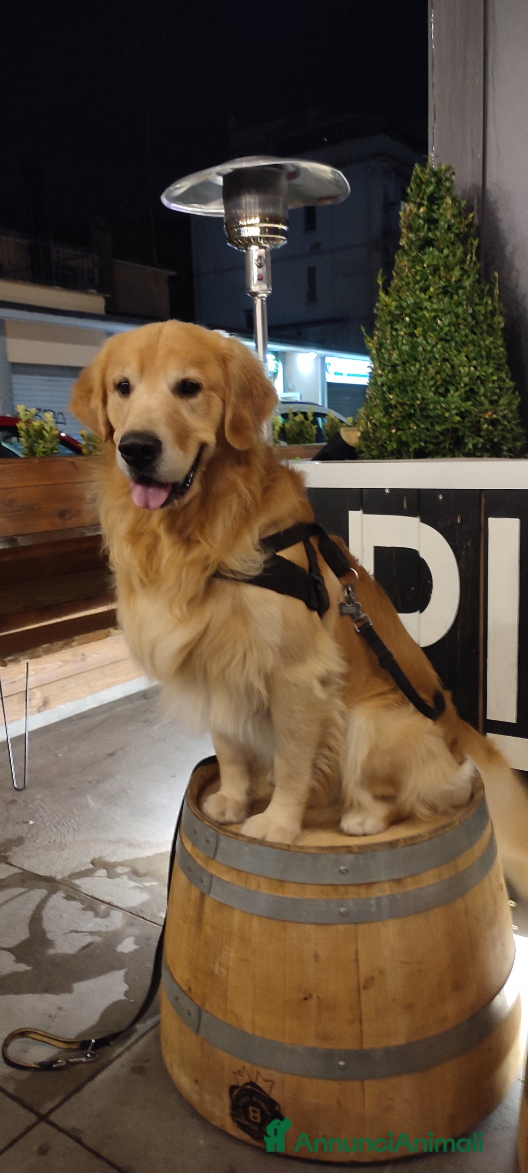 Golden Retriever cani per accoppiamento: Golden retriever maschio per accoppiamento  a Città metropolitana di Roma Capitale - Immagine 7