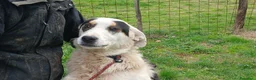 Meticcio cani in regalo: ARAMIS STA ASPETTANDO LA SUA CASA PER LA VITA - Annuncio 4