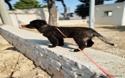 Meticcio cani in regalo: Baloo in adozione a Provincia di Taranto - Immagine 3