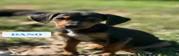 Meticcio cani in regalo: 7 MERAVIGLIE da salvare! Taglia PICCOLA - Annuncio 1