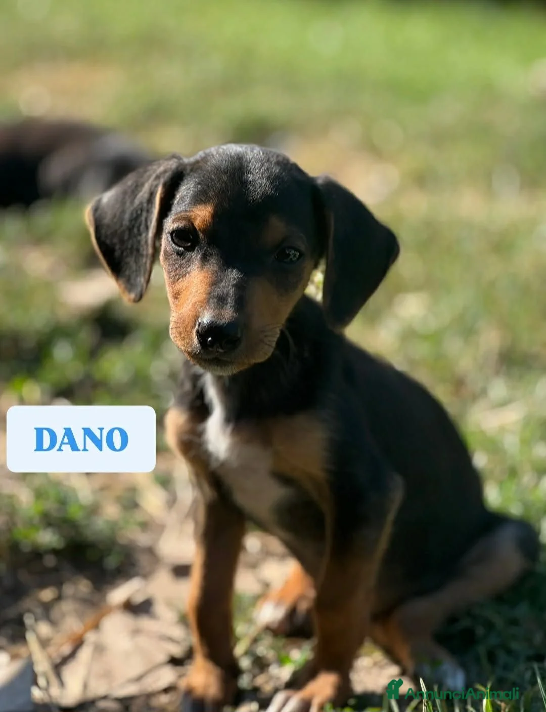 Meticcio cani in regalo: 7 MERAVIGLIE da salvare! Taglia PICCOLA - Annuncio 1