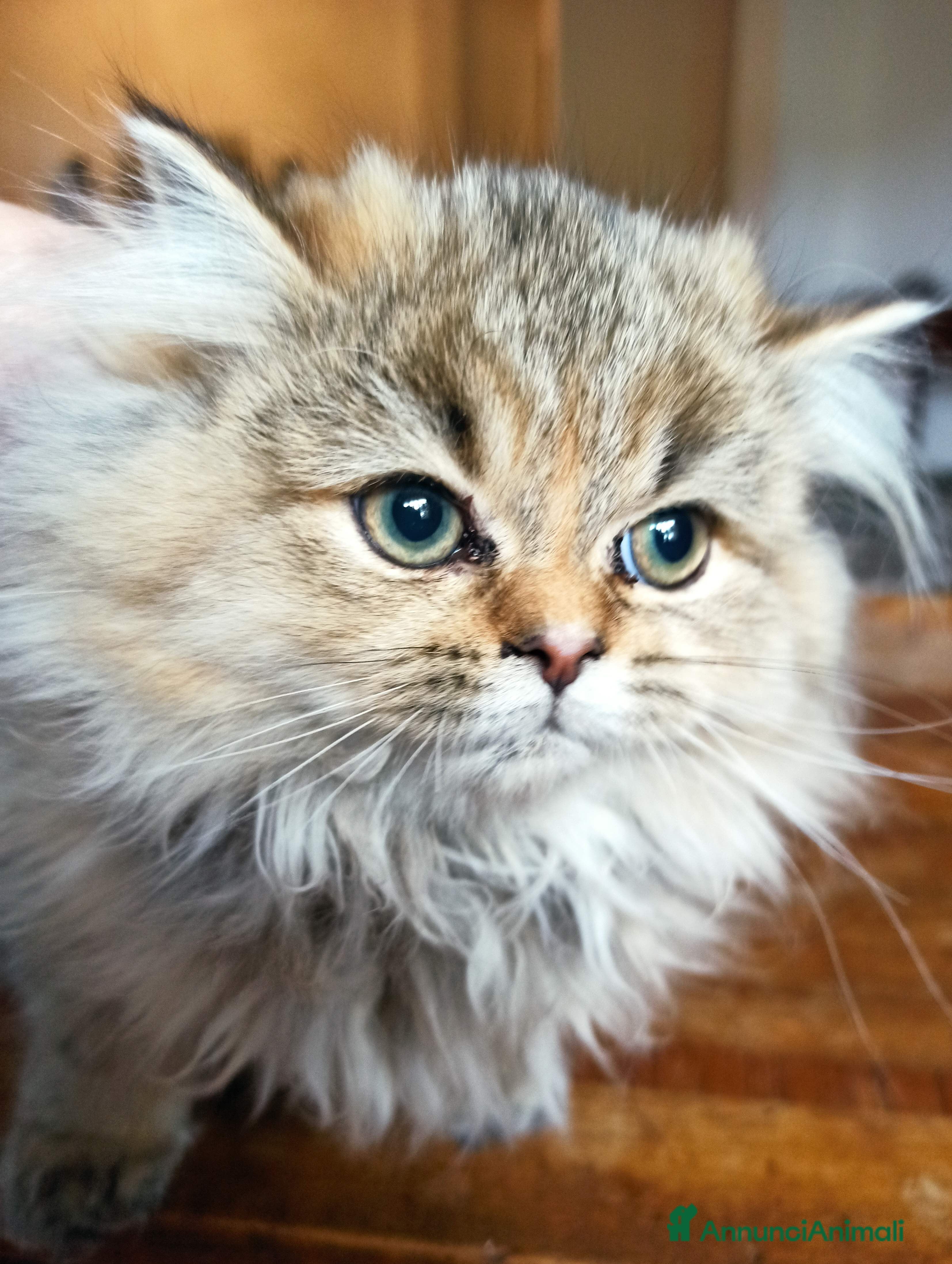 Persiano gatti Gattini persiani normotipo  - Annuncio 11