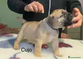 CUJO DEI BULLI DEL SAMP