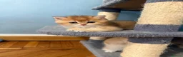 British gatti in vendita: British Golden  - Annuncio 4