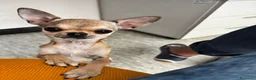 Chihuahua cani in vendita: Giovane Chihuahua femmina pelo corto  - Annuncio 3