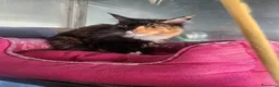 Maine Coon gatti in vendita: Maine coon  - Annuncio 12