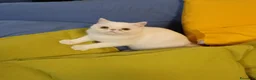 Exotic Shorthair gatti in vendita: gatto exotic short hair - Annuncio 5
