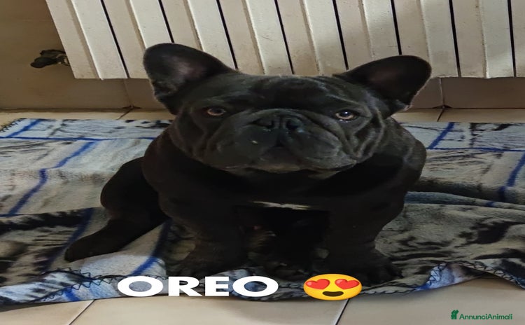 Bulldog Francese cani a Provincia di Caserta - Annuncio 6