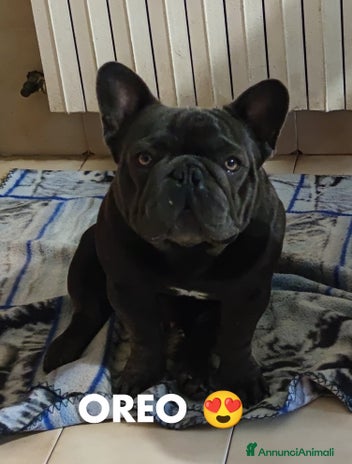 Bulldog Francese cani a Provincia di Caserta - Annuncio 15