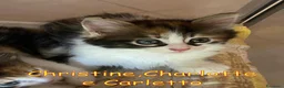 Europeo gatti in regalo: CHRISTINE CHARLOTTE E CARLETTO  - Annuncio 5
