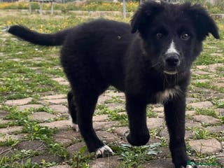 Meticcio cani Cuccioli irresistibili in adozione - Annuncio 22