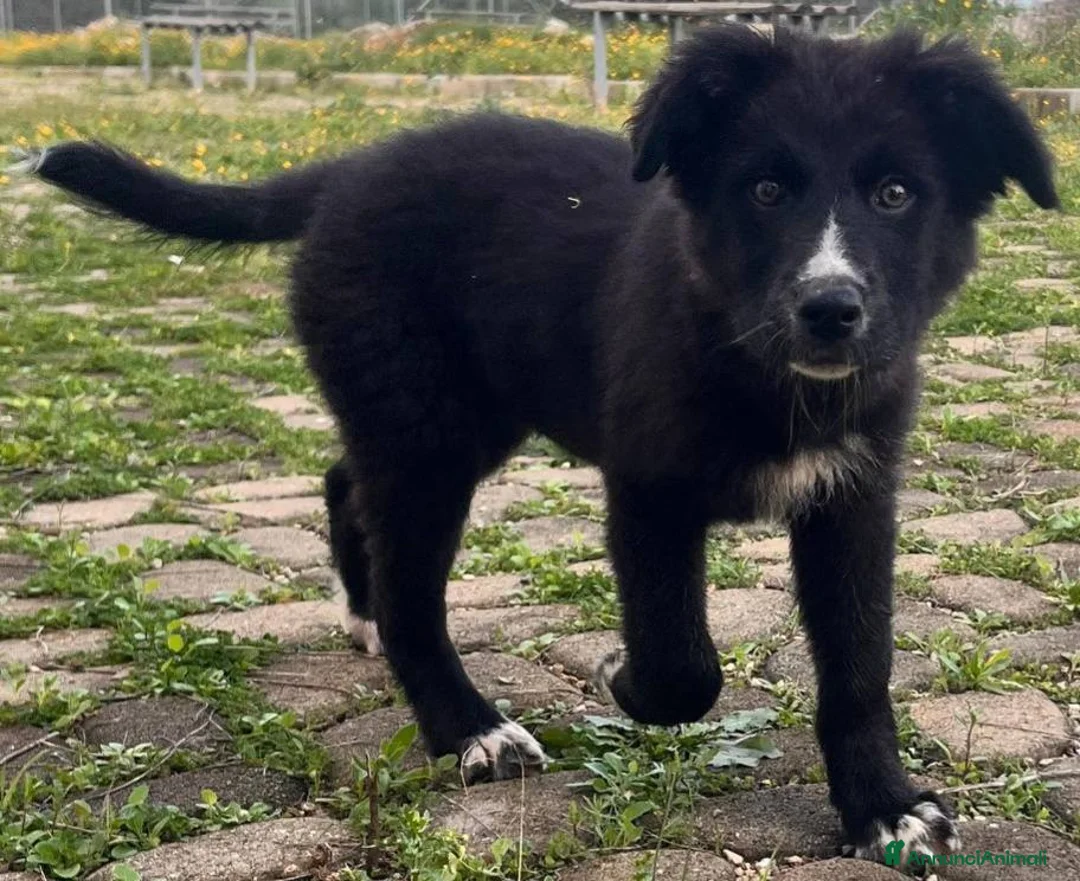 Meticcio cani in regalo: Cuccioli irresistibili in adozione - Annuncio 1