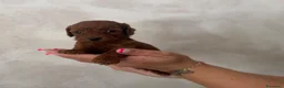 Barboncino Toy cani in vendita: Barboncini Toy - Annuncio 6