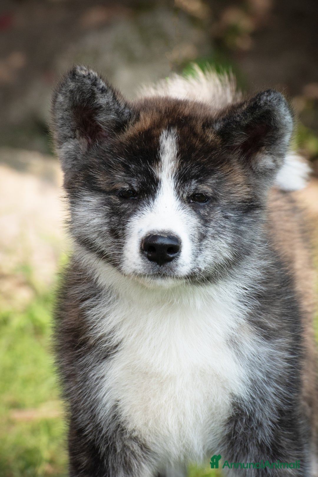 Akita Inu cani in vendita: Akita Inu  a Provincia di Belluno - Immagine 4