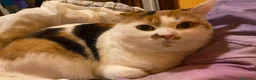 Europeo gatti in regalo: Gattina dolcissima cerca famiglia  a Provincia di Varese - Annuncio 3