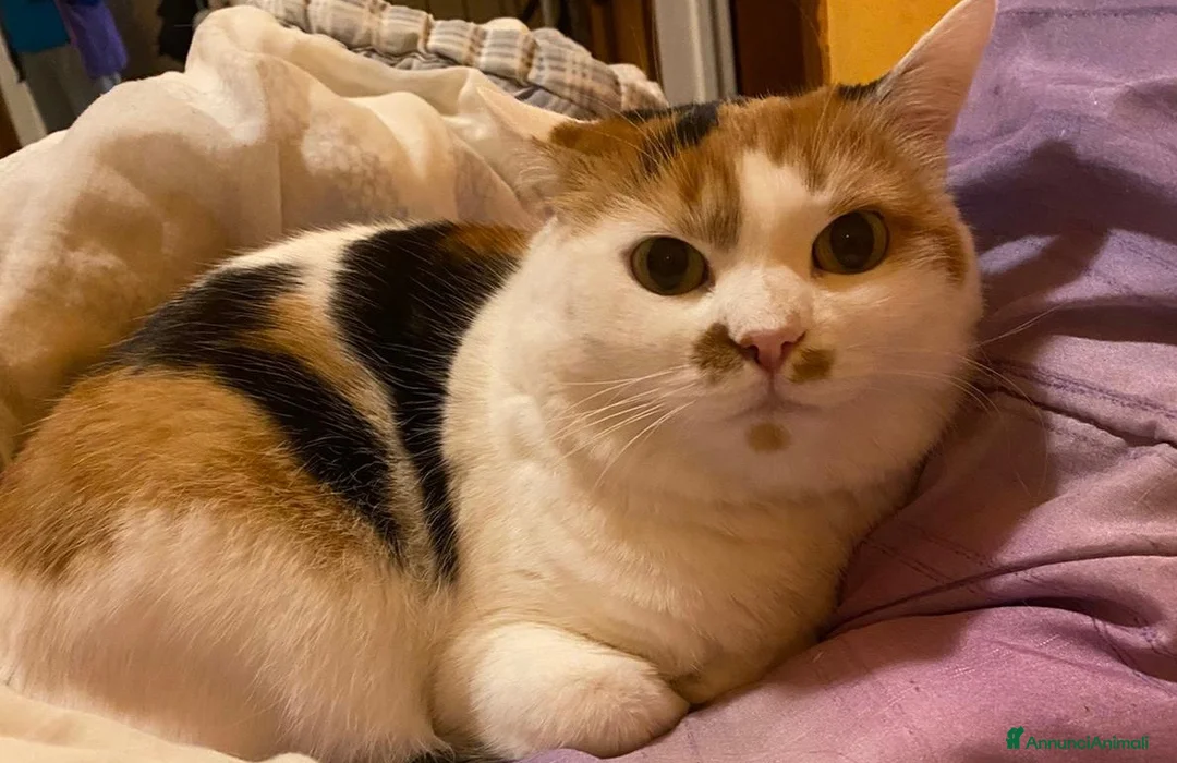 Europeo gatti in regalo: Gattina dolcissima cerca famiglia  a Provincia di Varese - Annuncio 3