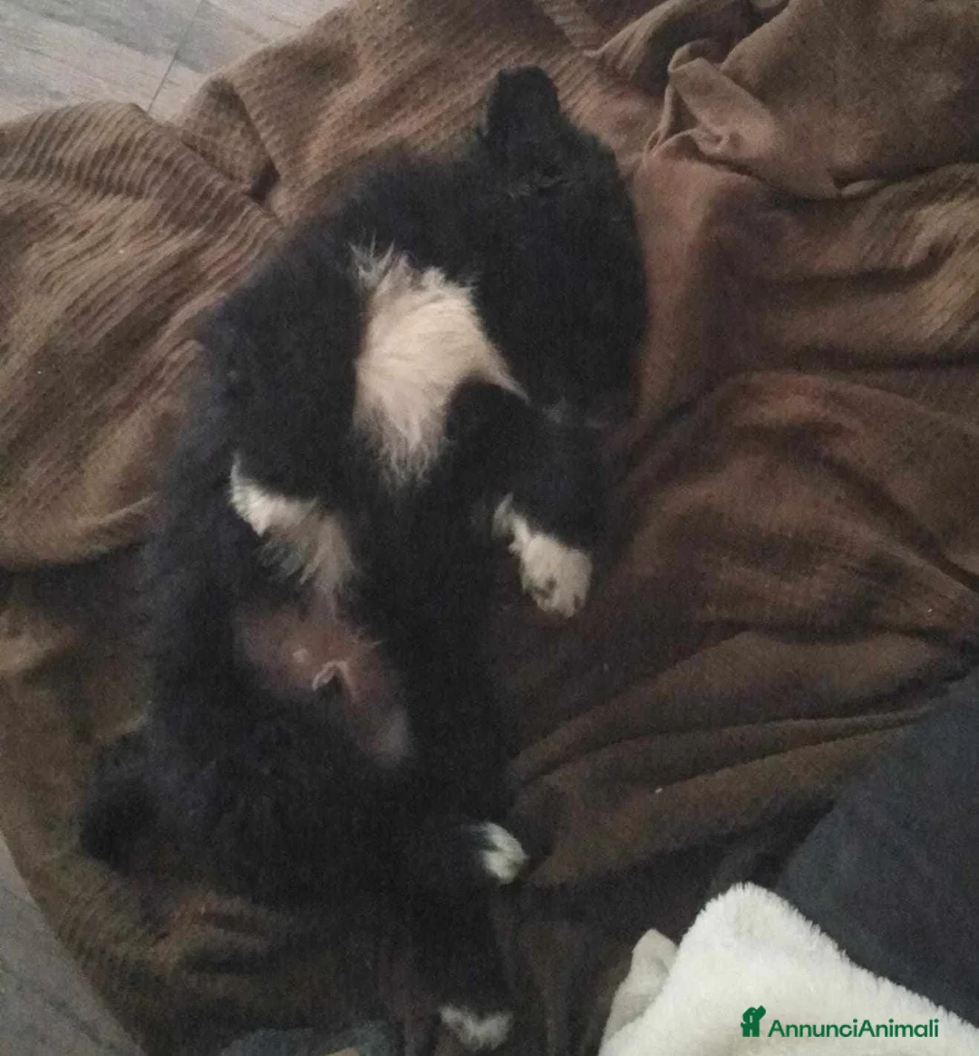 Meticcio cani in regalo: PUFFO, nanetto tenerissimo! 2 MESI - Annuncio 6