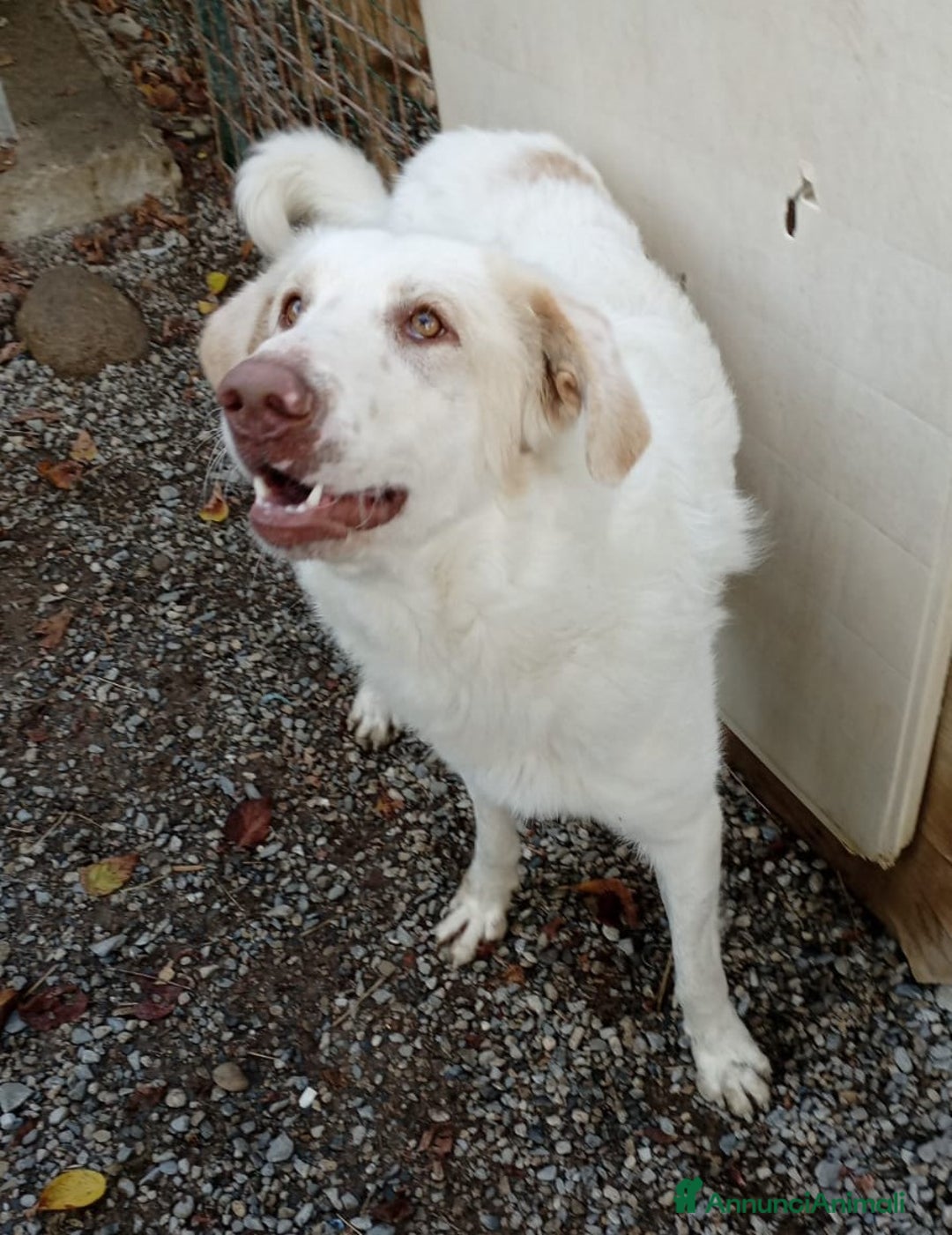 Meticcio cani in regalo: Cracco molto affettuoso - Annuncio 11