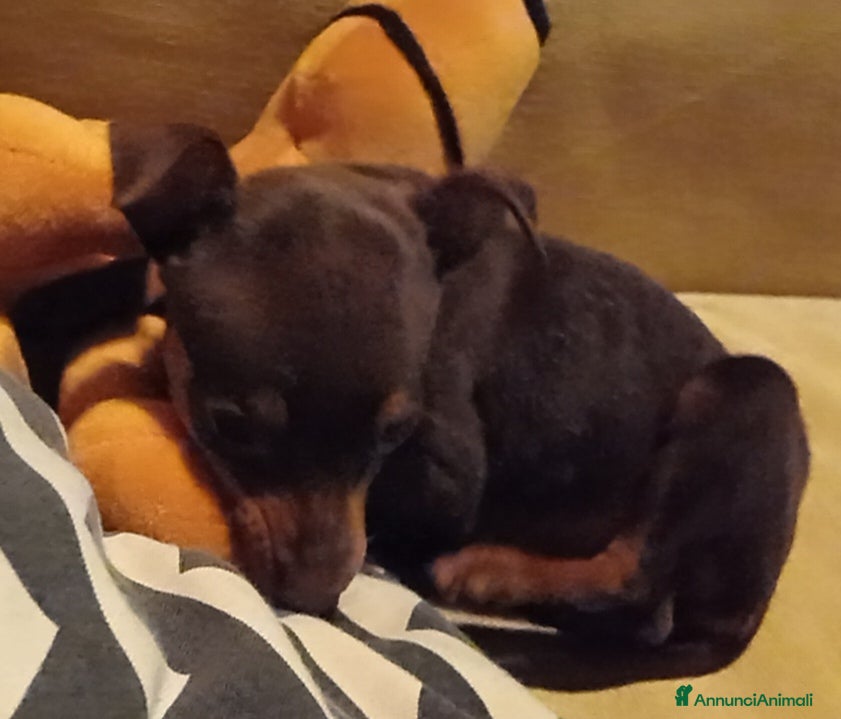 Pinscher Miniatura cani Cucciolo di Pinscher bicolore focato  - Annuncio 4