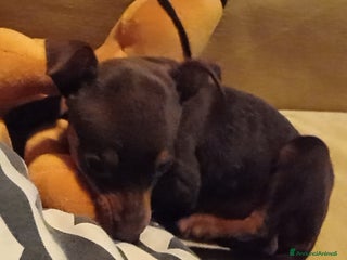 Pinscher Miniatura cani Cucciolo di Pinscher bicolore focato - Annuncio 8