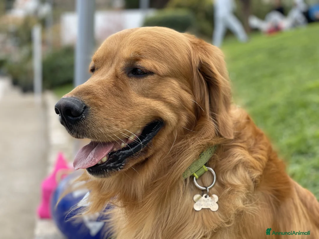 Golden Retriever cani per accoppiamento: GOLDEN RETRIEVER MASCHIO PER ACCOPPIAMENTO - Annuncio 8