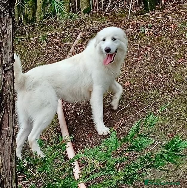 Meticcio cani SANTIAGO giovane ed affettuoso - Annuncio 2